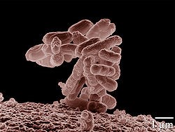 Goede bacteriën in de darm: het microbioom. 