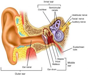 het oor en het syndroom van Meniere