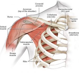 anatomie van schouderklachten