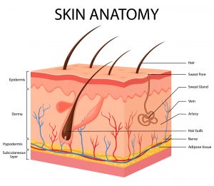 de anatomie van huid en haar