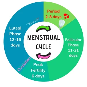 menstruele cyclus verdeeld in 4 fasen