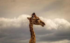 een giraf heeft ook 7 nekwervels, maar geen nekklachten 