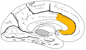 cortex cingularis anterior